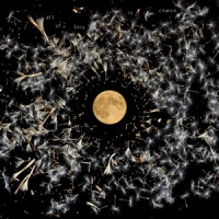 Lisa O'Neill - Old Note